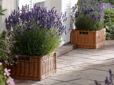 Lavandula 'Hidcote Blue' (lavender) in square wicker baskets