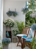 Blau-weißer Balkon mit Argyranthemum 'Stella 2000' (Margeriten), Lobelia