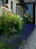 Bed at the house entrance with Lavandula (lavender), Rosa (roses)