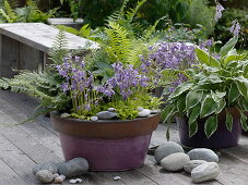 Hosta 'Golden Scepter' (dwarf funkie), Hosta 'Francee' (white-edged funkie)