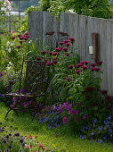 Monarda 'Cambridge Scarlet' (Indian nettle), Cosmos (ornamental basket)