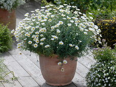 Argyranthemum frutescens 'Stella 2000' (daisy) in terracotta pot