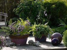 Hosta 'Golden Scepter', Hosta 'Francee'