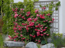 Rosa 'Rosarium Uetersen' (climbing rose), Parthenocissus (wild vine)