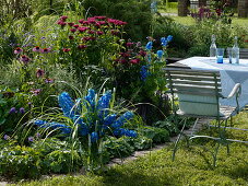 Lush bouquet of Delphinium elatum 'Magic Fountain' (delphinium)