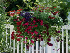 Balkonkasten mit Verbena Lascar 'Hot Rose' (Eisenkraut), Petunia Surfinia