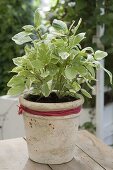 Ocimum basilicum 'Pesto Perpetuo' (white basil)