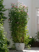 Sweet peas on a homemade climbing frame (7/7)