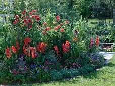 Dahlia (Dahlias) Gladiolus (Gladiolus), Zinnia (Zinnias), Geranium 'Rozanne'