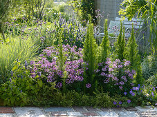 Purple summer bed with Cleome 'Senorita Rosalita' (spider plants)