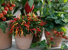 Capsicum annuum 'Medusa' (edible ornamental capsicum), known as sweet peppers