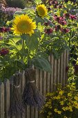 Farmhouse garden in late summer