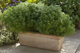 Ocimum 'Picolino' (mini basil) in Terrracotta box