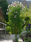 Sweet peas on homemade trellis 7/7