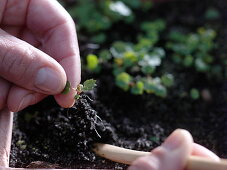 Sowing of month strawberries