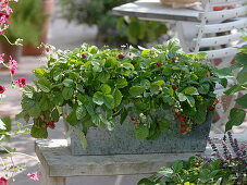 Sowing of strawberries