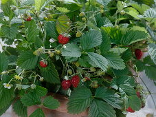 Sowing of strawberries