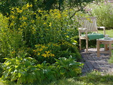 Yellow perennial bed: Helianthus microcephalus (perennial sunflower)