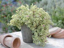 Aptenia cordifolia 'Variegata' (Heart-leaved Ice Plant)