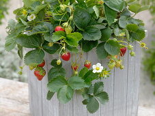 Fragaria 'Seskeep' syn. 'Seascape' (long-lasting strawberry)