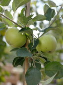 Malus 'Winter Banana' (Winterbananenapfel)