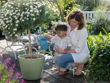 Little boy watering daisy tree on terrace