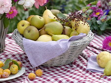 Basket of freshly picked pears