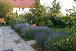 Large lavender bushes (Lavandula) in the border by the terrace