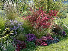 Autumn border with Euonymus alatus and aster