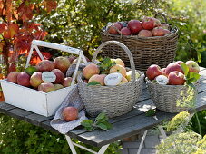 Apples in varieties in baskets on wooden table