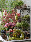 Harvest table with fruits, silver chrysanthemum and herbs