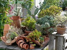 Mixed succulent plants in terracotta on wooden table