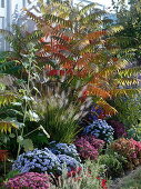Rhus typhina in autumn bed against white screen wall