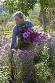 Woman cutting flowers in aster bed