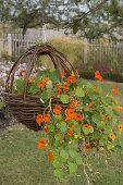 Homemade wicker basket planted with Tropaeolum (nasturtium)