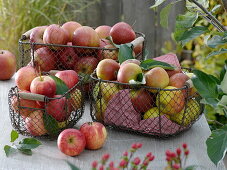 Wire baskets with apples 'Jonagold', 'Boskoop' and 'Cox Orange