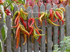 Hot peppers 'Lombardo' hung on string at the fence to dry