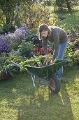 Young woman harvesting carrots (Daucus)