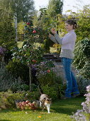 Young woman harvesting apples from an apple tree