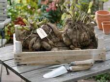 Yakon root tubers