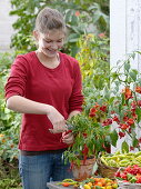 Young woman is harvesting hot peppers