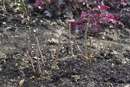 Pruning roses in autumn