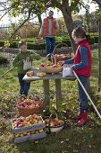 Girl picking apples