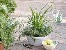 Bowl with lemon grass (Cymbopogon) and lemon thyme 'Silver Queen'.