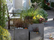 Square grey planters planted with Cortaderia selloana 'Evita'