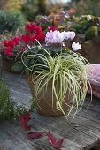 Terracotta-Topf mit Cyclamen (Alpenveilchen) und Carex 'Evergold'