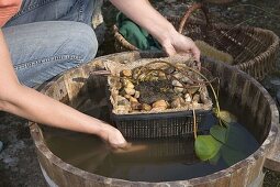 Plant Nymphaea (Water Lilies) in Water Plant Basket (11/11)