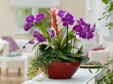 Phalaenopsis (Malay flower, butterfly orchid), Pilea depressa