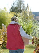 Woman holding Cortaderia selloana 'Pumila' (mini pampas grass) in her arms