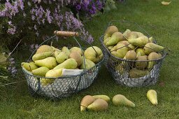 Wire basket with freshly picked pears (Pyrus)